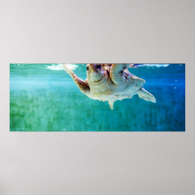 Póster Poster de la cabeza de registro #5 (Frente)