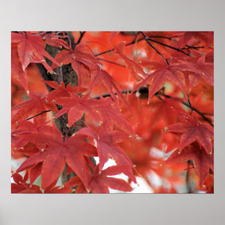 Póster Poster de la caída del árbol de arce japonés