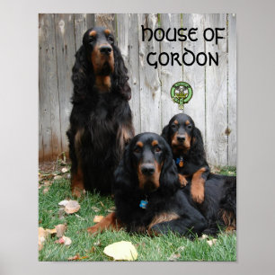 Póster POSTER de la CÁMARA DE GORDON Gordon Setter Genera