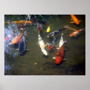 Póster Poster de la carpa de Koi