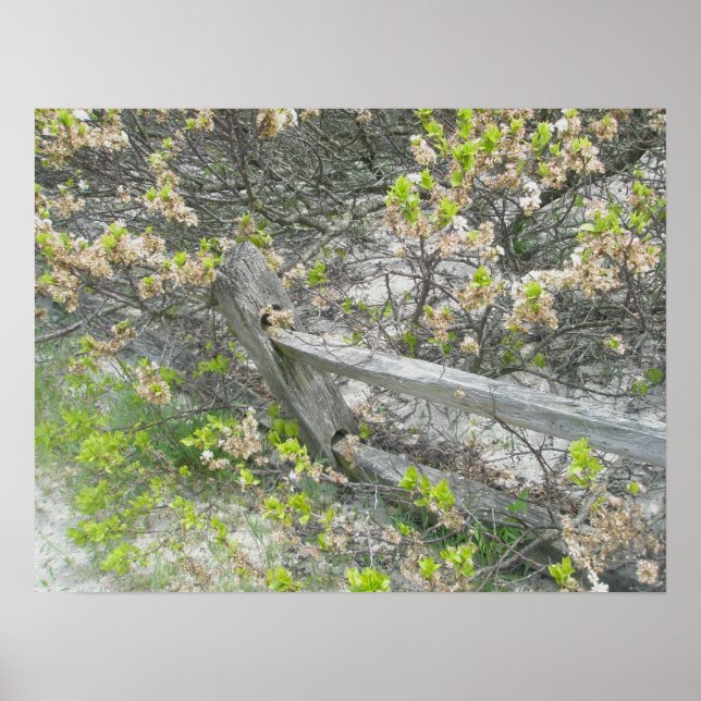 Póster Poster de la cerca contra dunas de IBSP (Frente)