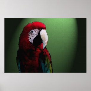 Póster Poster de la charla 36 x 24 del loro