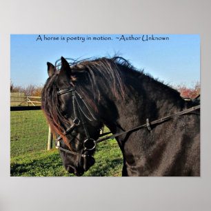 Póster Poster de la cita del caballo frisón negro