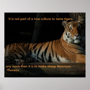 Póster Poster de la cita del tigre