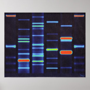 Póster Poster de la DNA