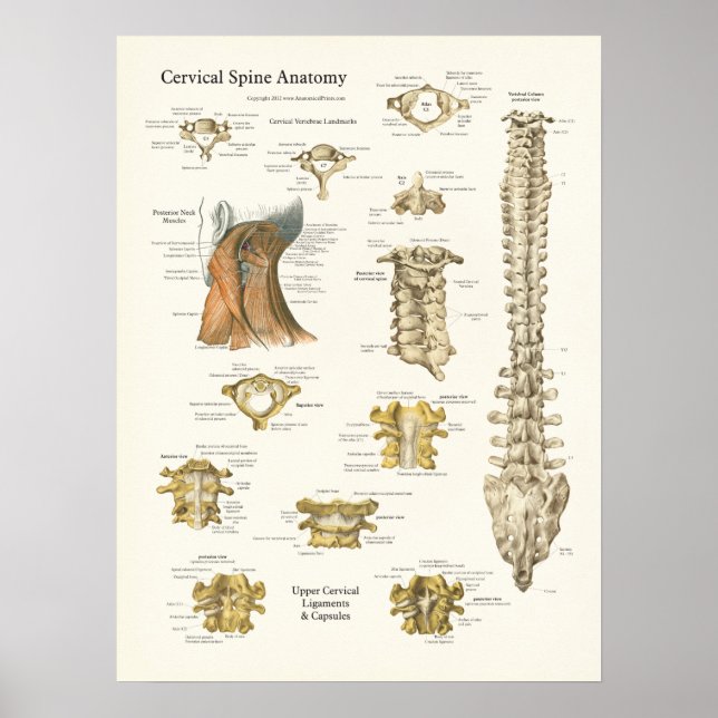 Póster Poster de la espina cervical y de la anatomía de v (Frente)