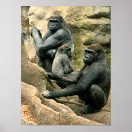 Póster Poster de la familia Gorilla