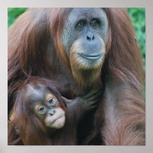 Póster Poster de la familia Orangutan (Frente)