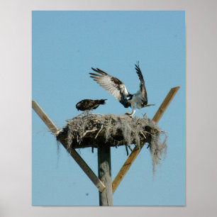 Póster Poster de la familia Osprey