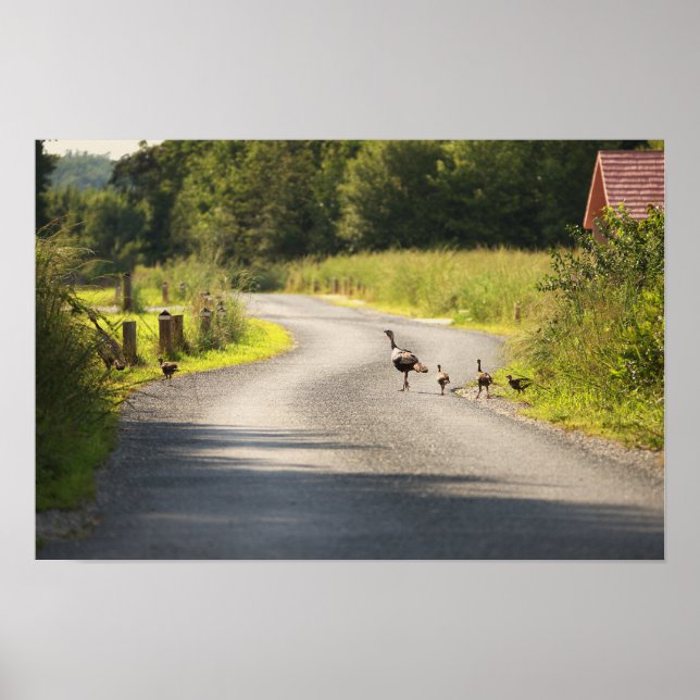 Póster Poster de la familia Wild Turkey (Frente)