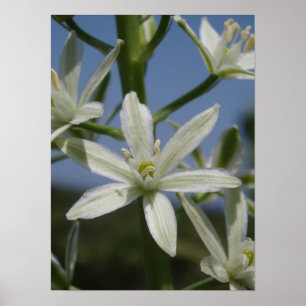 Póster Poster de la flor blanca