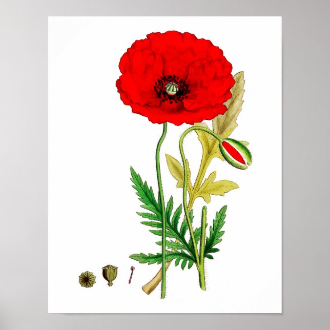 Póster Poster de la flor de amapola roja #8 (Frente)