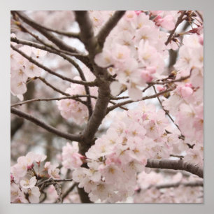 Póster Poster de la flor de cerezo