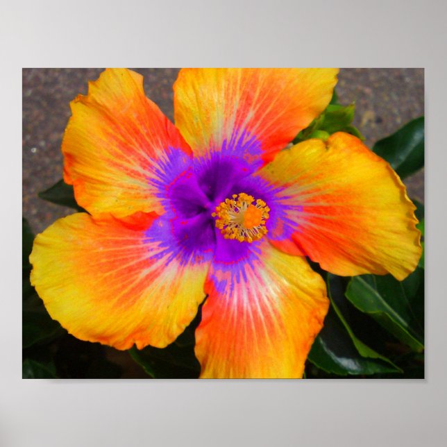 Póster Poster de la flor de fuego Purple Center (Frente)