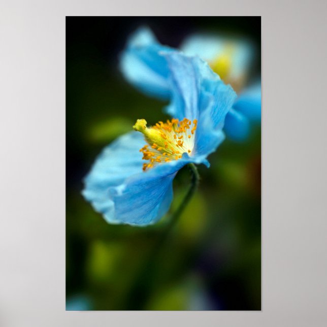 Póster Poster de la flor de la amapola azul (Frente)