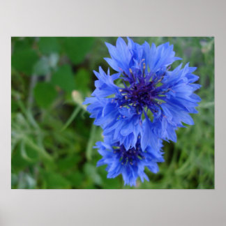 Póster Poster de la flor de maíz azul