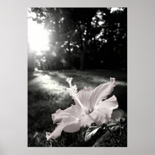 Póster Poster de la flor del hibisco de B&W
