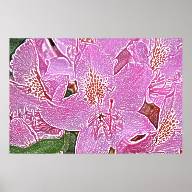Póster Poster de la floración rosada de rododendros (Frente)