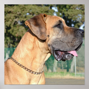Póster Poster de la foto de great dane