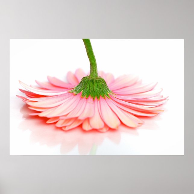 Póster Poster de la foto de la flor rosa Gerbera Daisy (Frente)