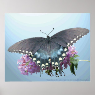 Póster Poster de la foto de Spicebush Swallowtail