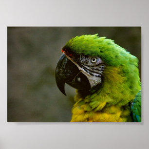 Póster Poster de la foto del loro del Macaw
