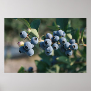 Póster poster de la fruta de los arándanos