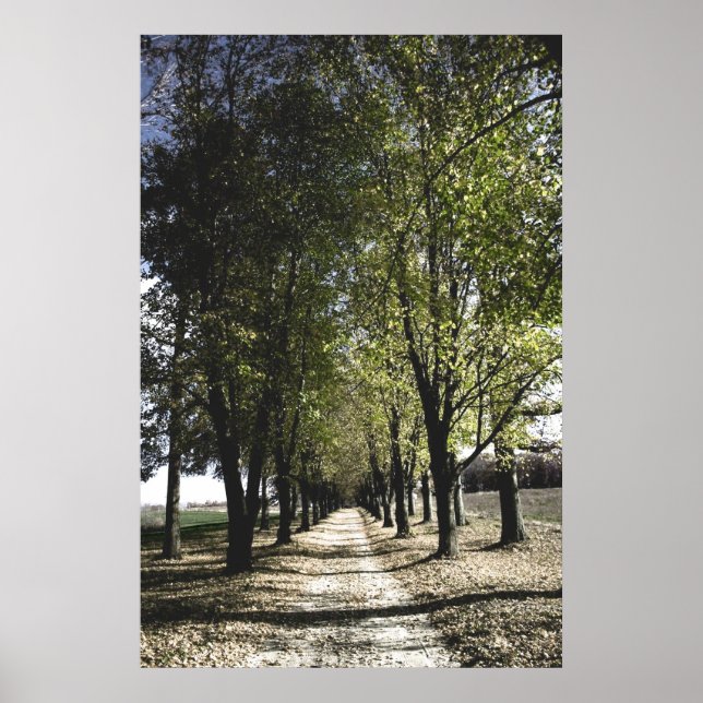 Póster poster de la gamba del guardapolvo amarillo (Frente)