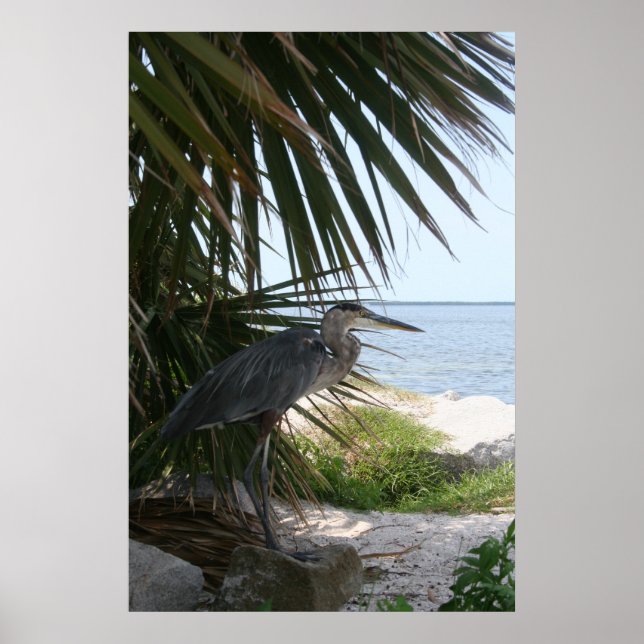 Póster Poster de la garza azul (Frente)