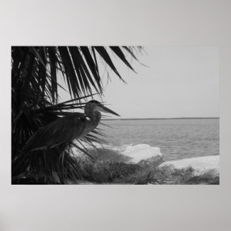 Póster Poster de la garza azul