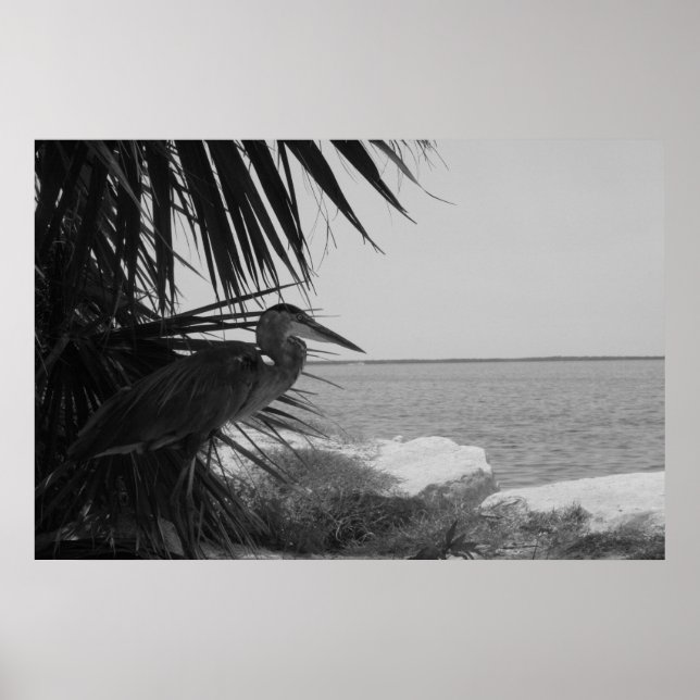 Póster Poster de la garza azul (Frente)