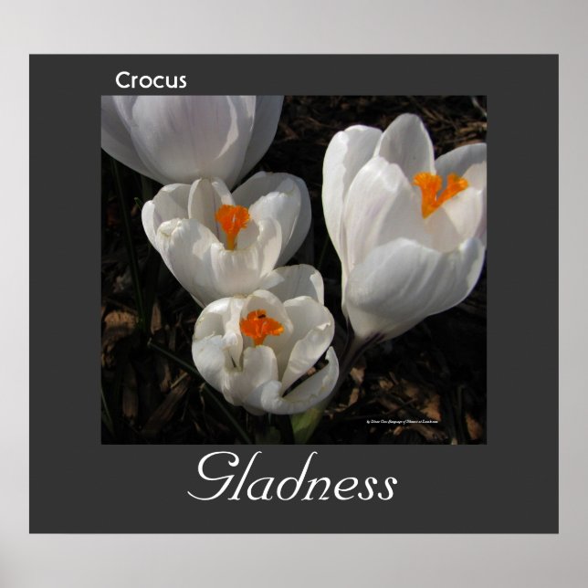 Póster Poster de la Gladness de las Flores Crocus (Frente)