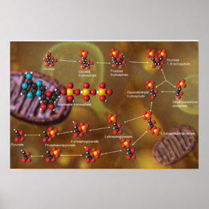 Póster Poster de la glicolisis