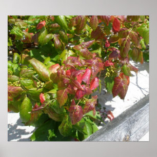 Póster Poster de la hiedra venenosa