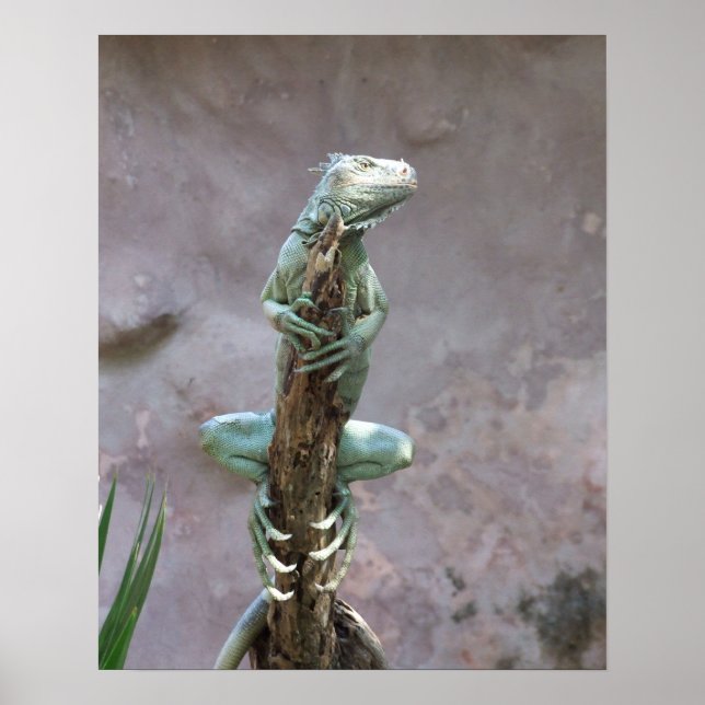 Póster Poster de la Iguana Basílica (Frente)