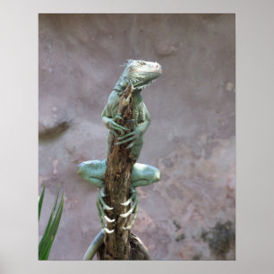 Póster Poster de la iguana que toma el sol