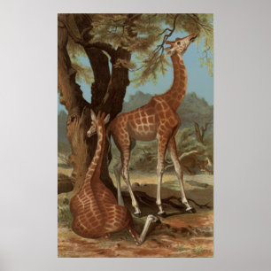 Póster Poster de la jirafa africana
