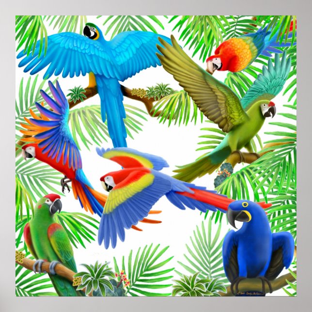 Póster Poster de la jungla de Macaw (Frente)