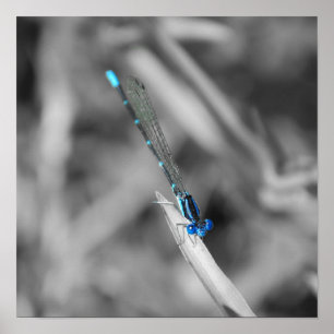 Póster Poster de la libélula