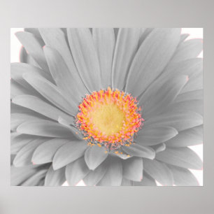 Póster Poster de la lona de la margarita del Gerbera
