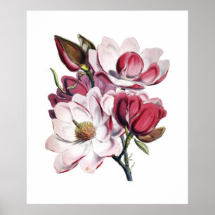 Póster Poster de la magnolia