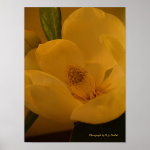 Póster Poster de la magnolia del satén