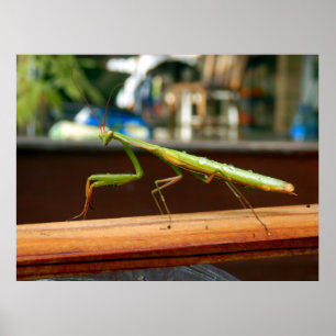 Póster Poster de la mantis religiosa