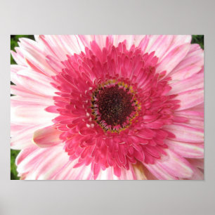 Póster Poster de la margarita del Gerbera