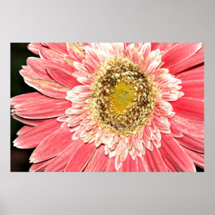 Póster Poster de la margarita del Gerbera, versión B