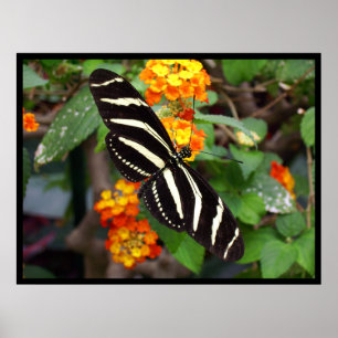 Póster Poster de la mariposa de la cebra