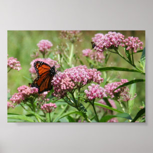 Póster Poster de la mariposa de monarca