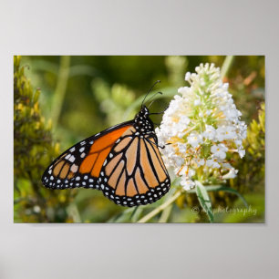 Póster Poster de la mariposa de monarca