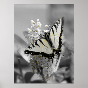 Póster Poster de la mariposa de Swallowtail