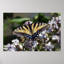 Poster de la mariposa de Swallowtail del tigre